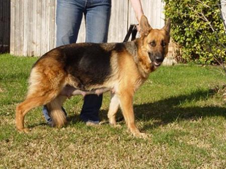 Payla vom Fleischerheim