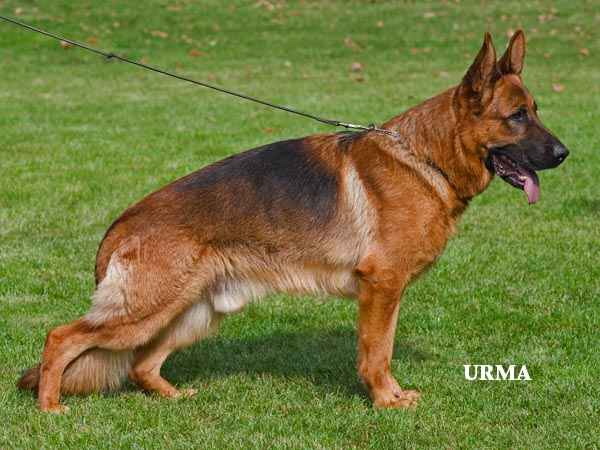 VA4 (KZ), V47 Nex von der Noriswand