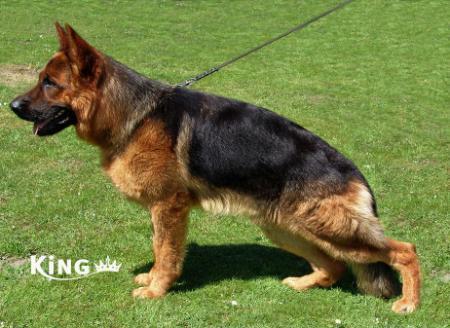 SG 10 Nero vom Hamburger Land