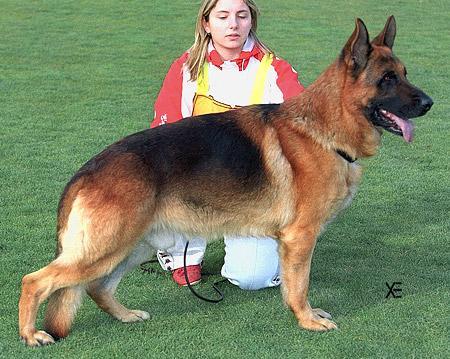 VA  ESPAÑOL Woodin de Gilbay-Gos