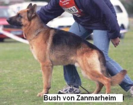 Bush von Zanmarheim