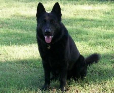 Boss von der Ehrenquelle