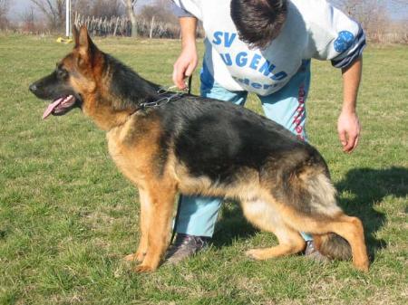 VP1 Larus Topolovnicka