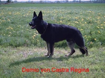 Demio von Castra Regina