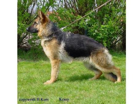 V Kessy van Saendenland