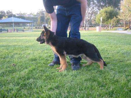 Valk vom Fürstenstein