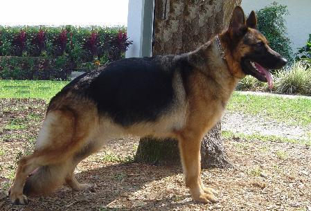 V Falvavölgyi Kitti