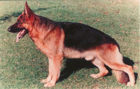 SG Trux vom Grafenhain