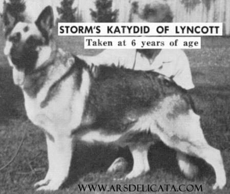 Storm's Katydid of Lyncott