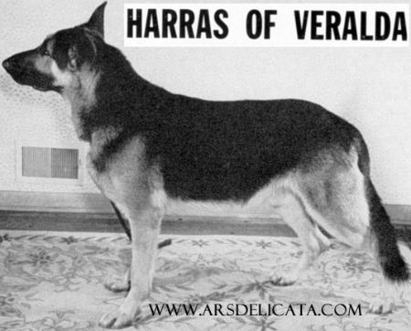 Harras of Veralda