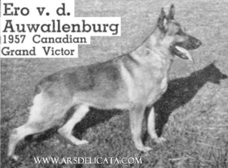 1957 GV CH ( CAN) Ero von der Auwallenburg