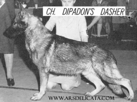 CH (US) Dipadon's Dasher