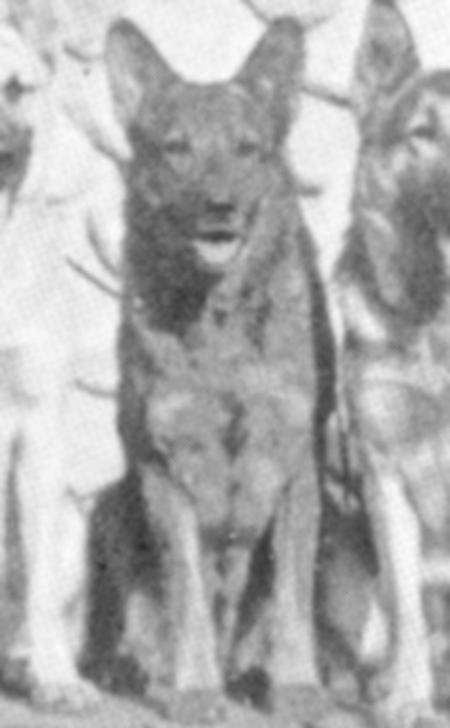 Faust of Rocky Reach