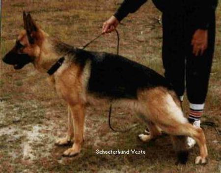 V (AUS) Schaeferhund Vesta
