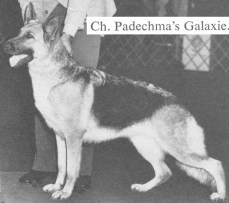 CH (US) Padechma's Galaxie