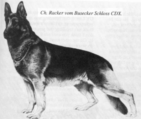CH (AKC) Racker vom Busecker Schloß