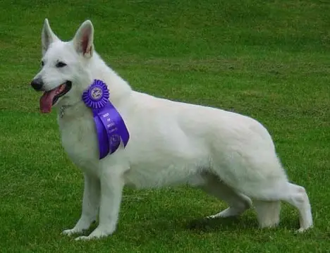 UKC GRCH Tumbledown's Super Sonic