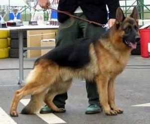 SG (TR) Bert von der Urbecke