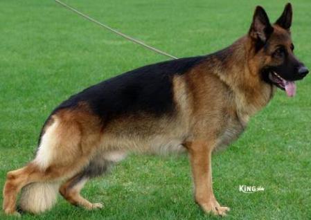 V Sirio dell Alto Pino