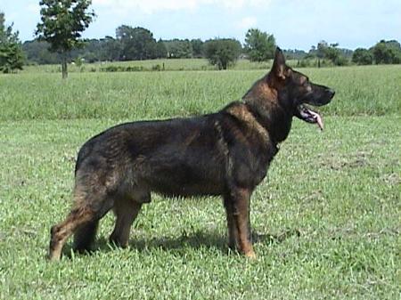 Cozmo Vom Salzbergerland