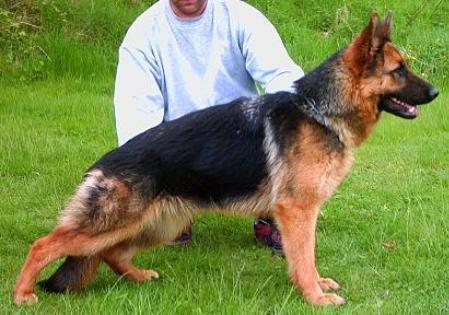 Ivett vom Nordlandzwinger