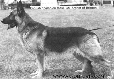 UK.CH. Archer of Brinton
