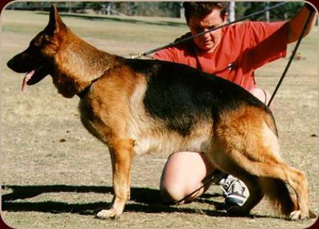 EX SELECT (AUST) Leishjaclyn Rain Dancer