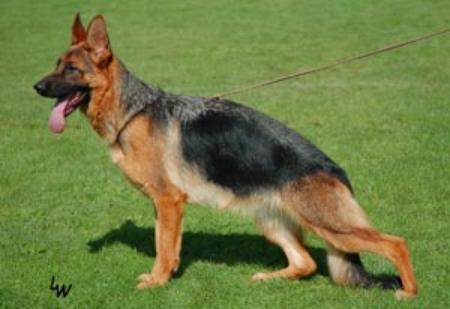 V Dallas vom Team Fiemereck