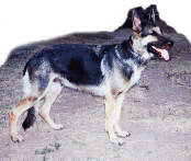 WTCH, HTCH, HCH Klaatu Berrada Nicto