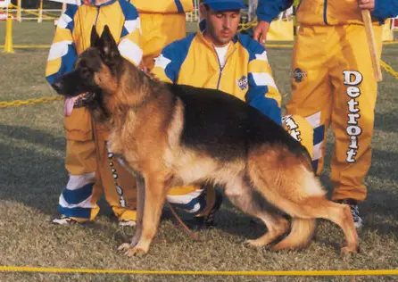 Detroit Von Der Segal