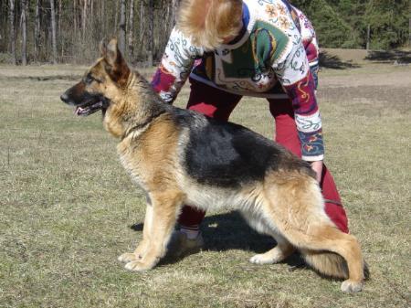 Zunda Gelezinis vilkas