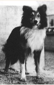 AM CH Wee Laird O'Downfield