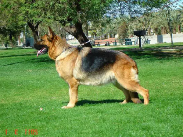 Bergie Von Der Kahler Heide