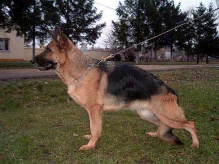 VA,CH YU Julchen vom Haus Milesevac