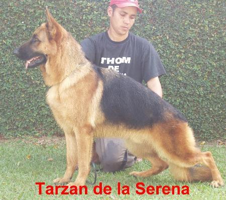 Tarzan de La Serena