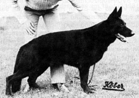 BSP Sieger 1981, V Boy vom Grawenhof