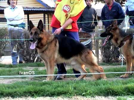 Enzino Vom St. Michaels Berg