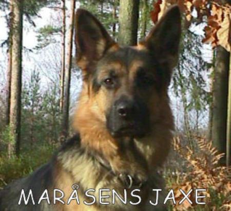 Maråsens Jaxe