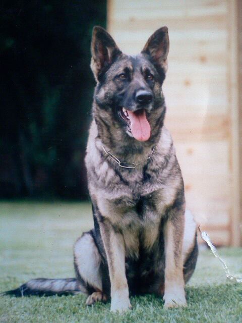 G Daisy von Oberfranken