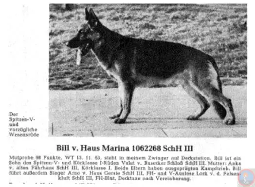 Bill vom Haus Marina