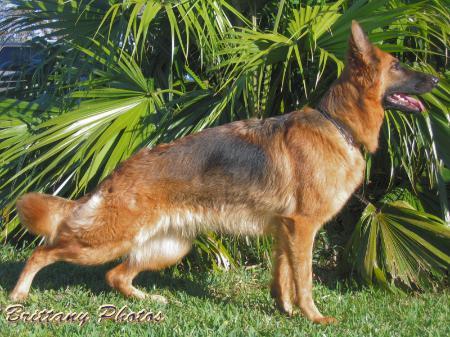 G Zambi von Haus Barkus