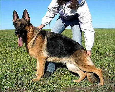 V Hanka ad Astra Gloria