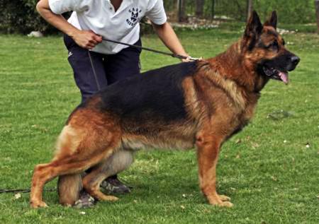 VA4 (I) Waiko di Casa Massarelli