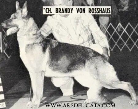 CH (US) Brandy von Rosshaus