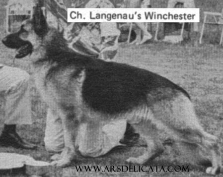 CH (US) Langenau's Winchester