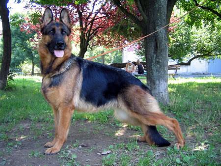 V Zinna Weisse Agram