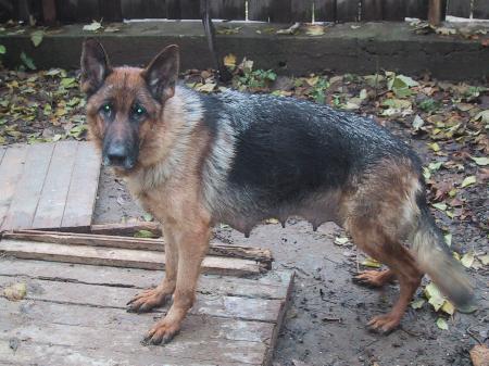 EXC Elyza V Heldenblut