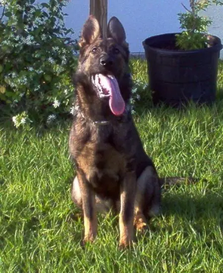 Bronka von der Hagenmühle