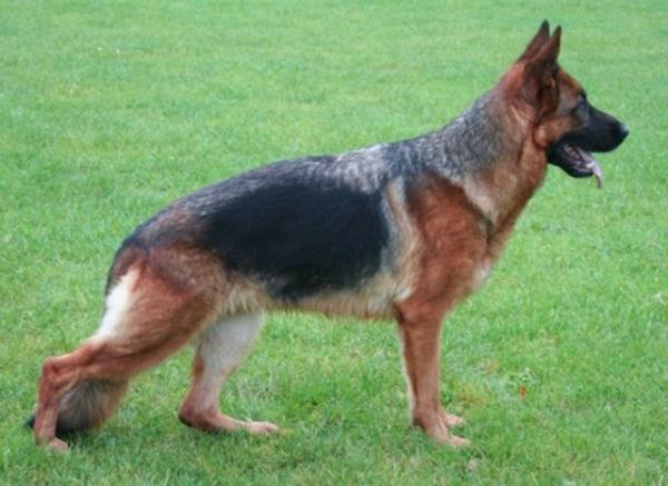 V BSZS Udet von der Grotte