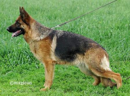 V (RUS) Aurum Aglis Magic